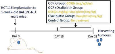 The Anti-Colon Cancer Effects of Essential Oil of Curcuma phaeocaulis Through Tumour Vessel Normalisation